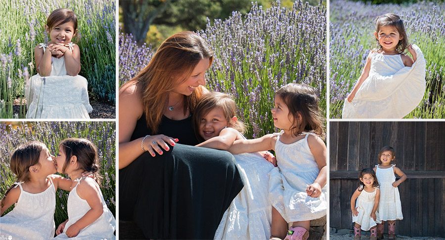 Lavender field Photo sessions in Sonoma County California